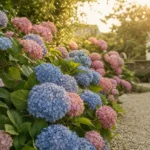 Floraison des hortensias : calendrier complet pour sublimer son jardin