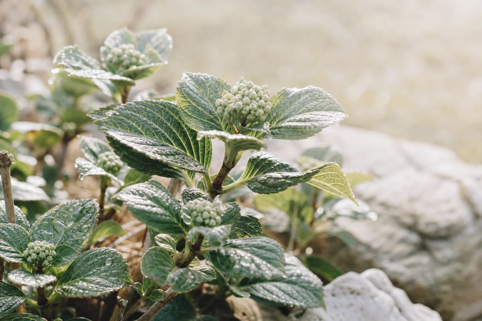 Hortensia sans floraison à cause du gel printanier